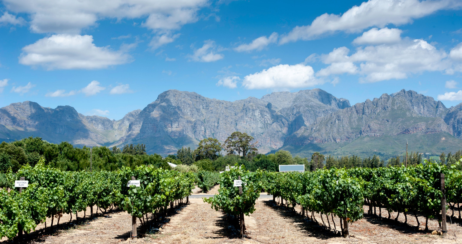 Cape Winelands