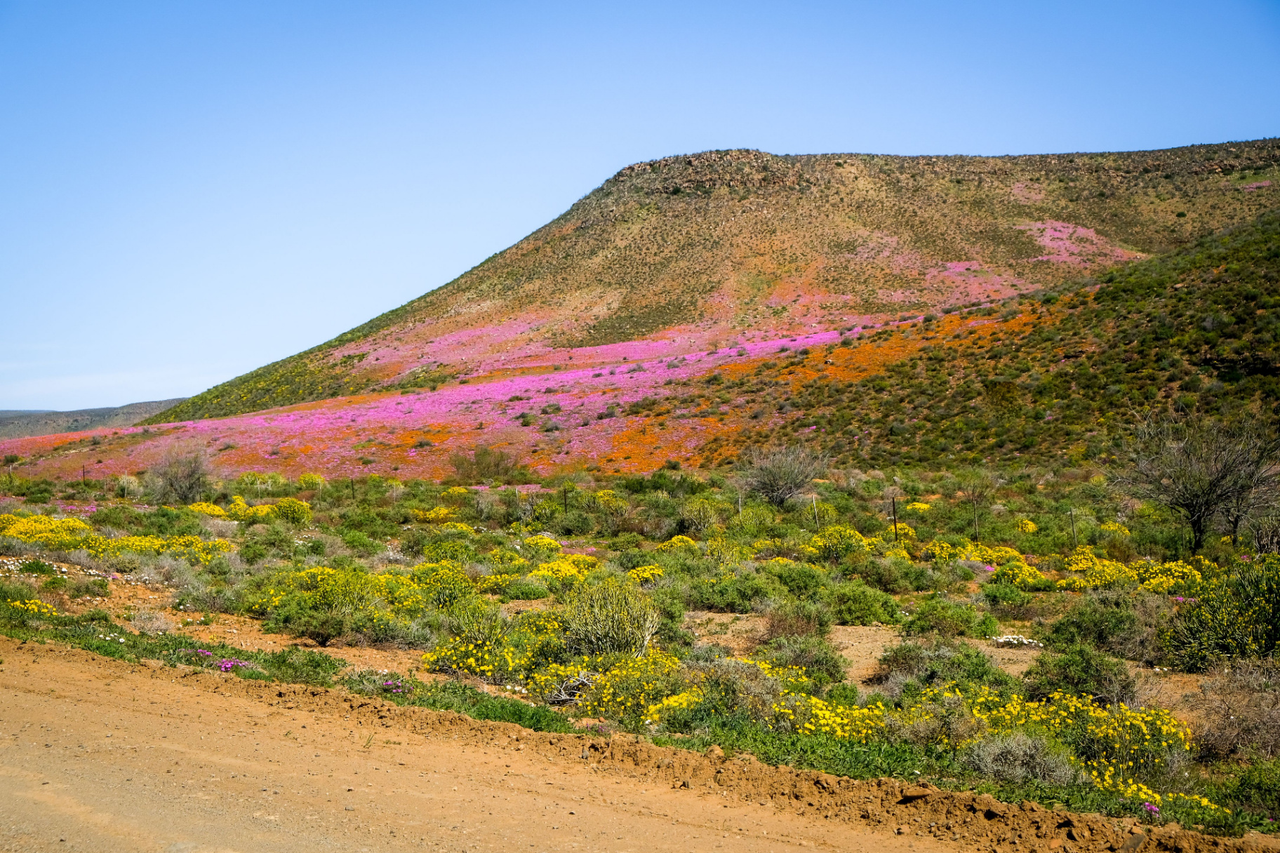 Route 62 & Klein Karoo