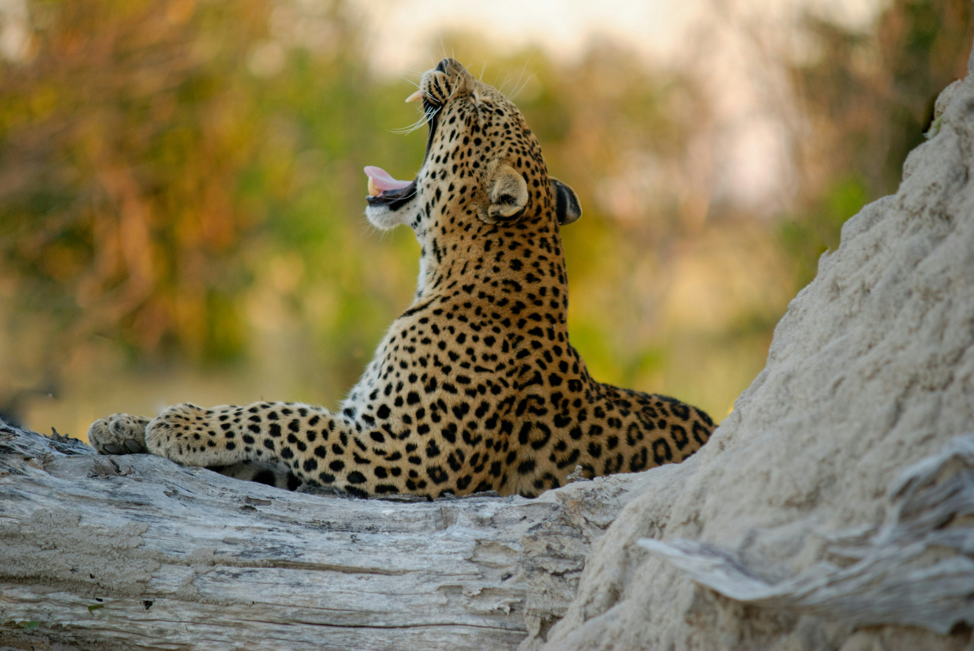 Moremi Game Reserve
