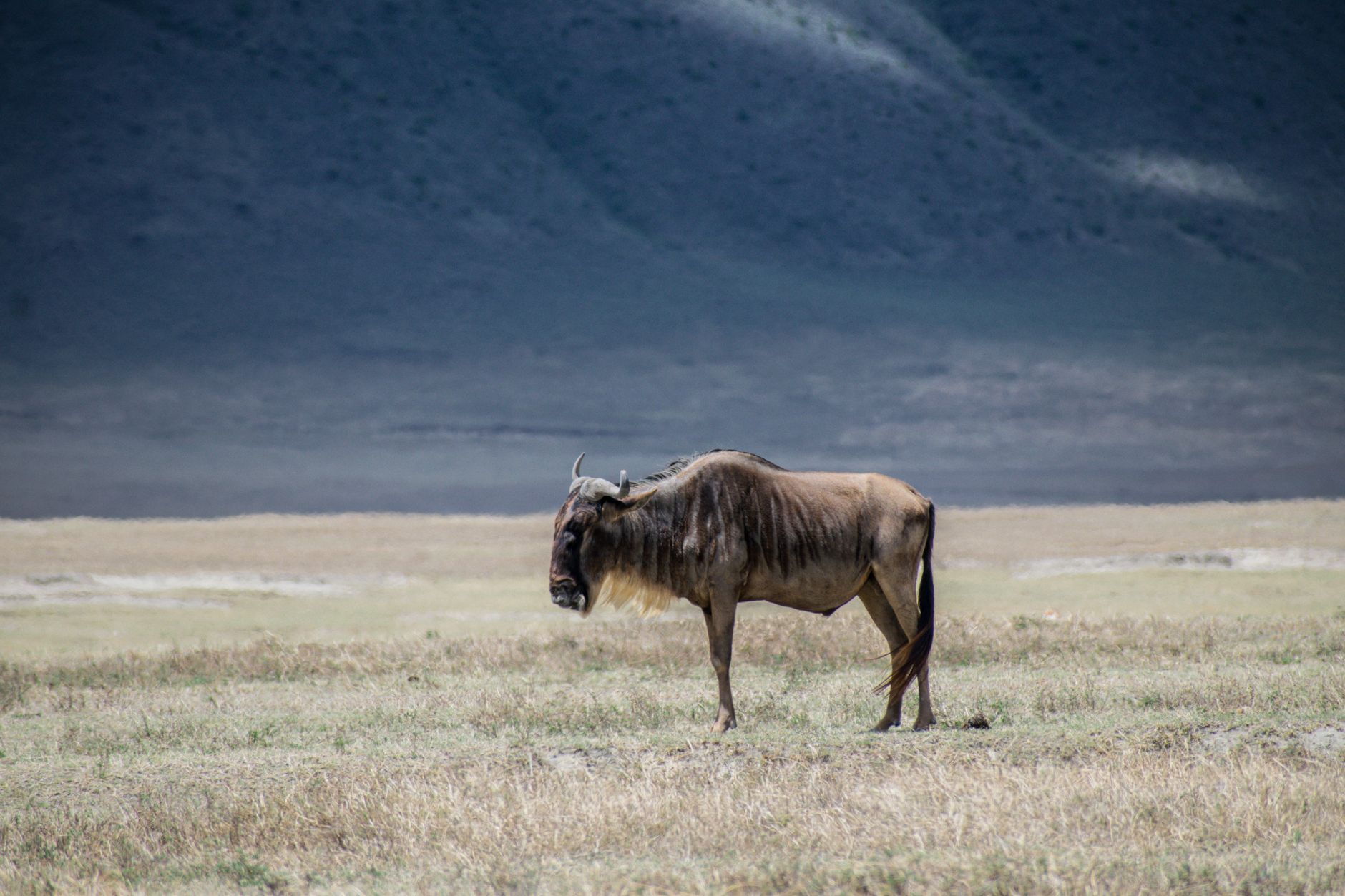Tanzania’s New Mandatory Travel Insurance: What Safari Travellers Need to Know