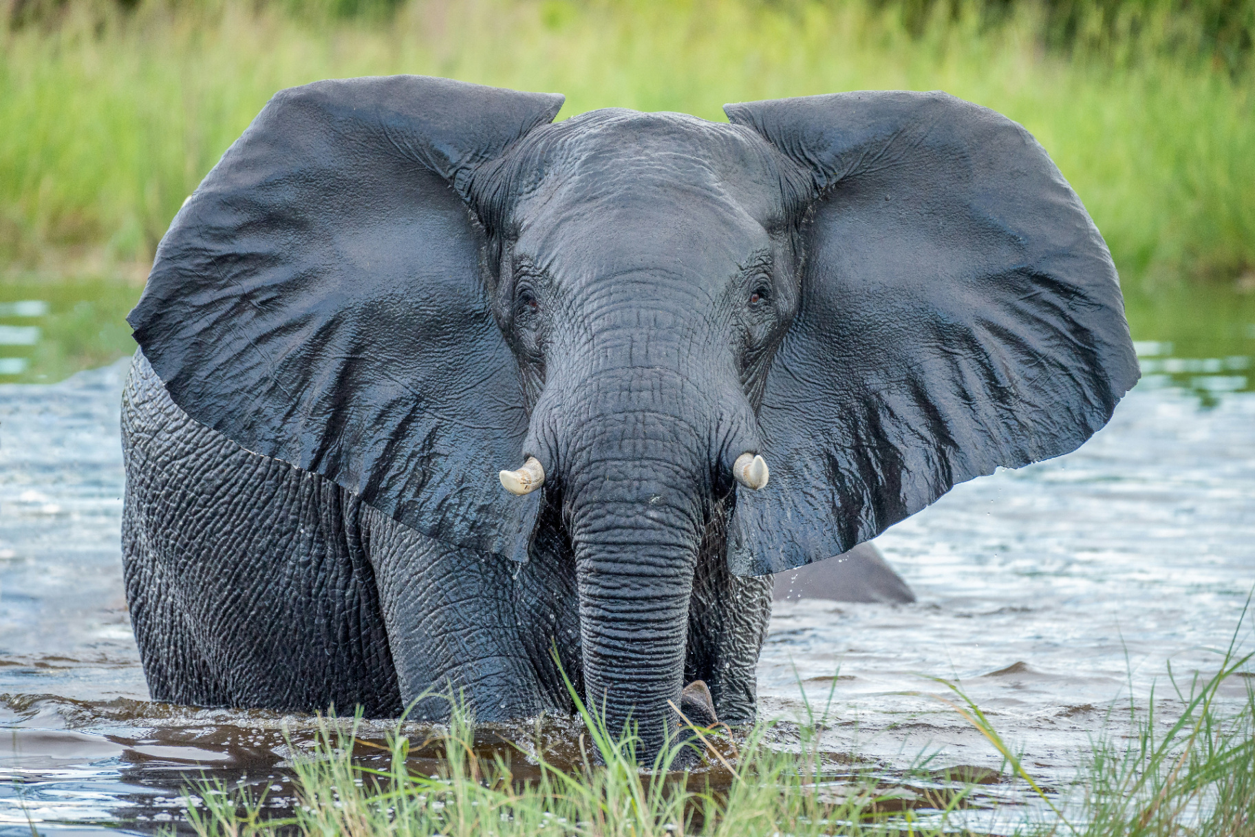Chobe National Park