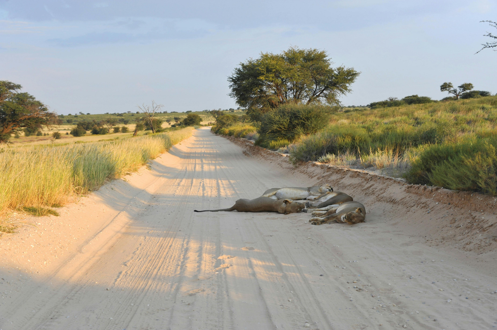 Central Kalahari
