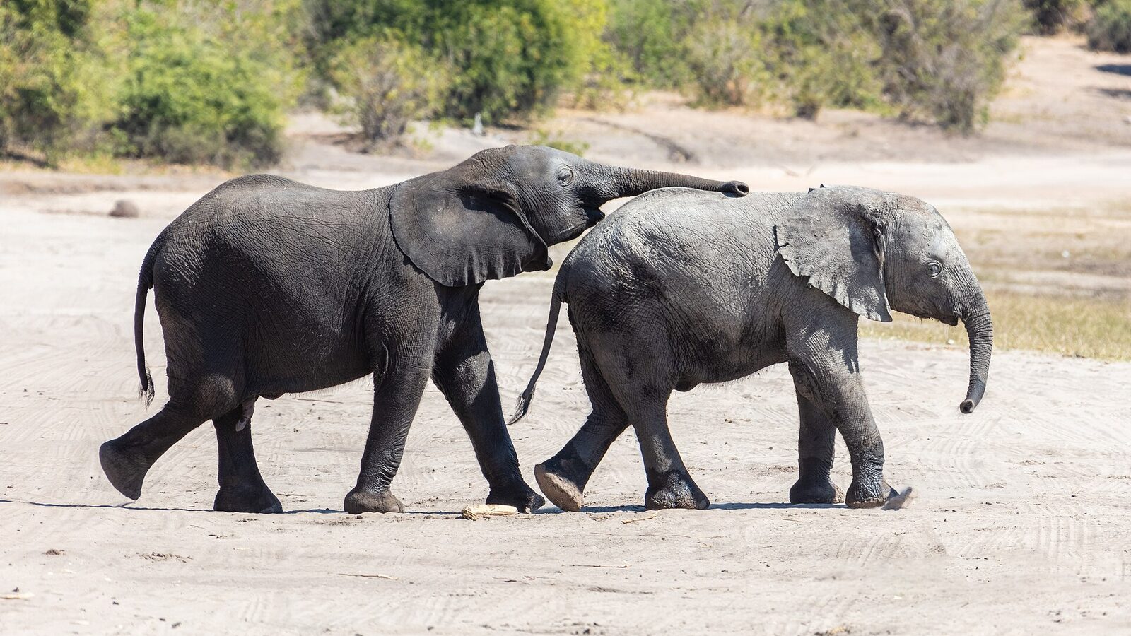 Chobe National Park: Wildlife, Accommodation & Practical Travel Guide