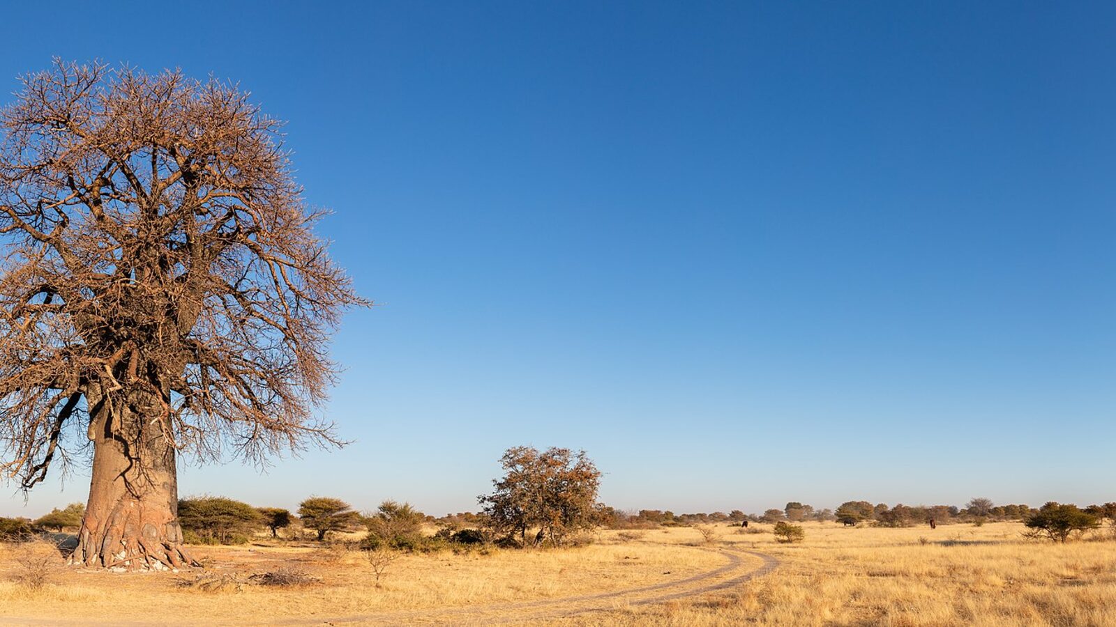 10-Day Botswana Safari Itinerary: Chobe, Okavango Delta & Beyond