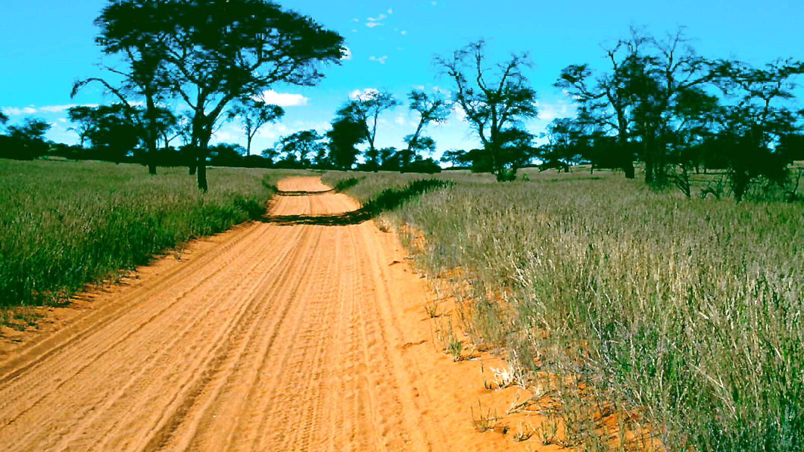 Botswana Self-Drive Safari: The Complete Guide for Independent Travellers