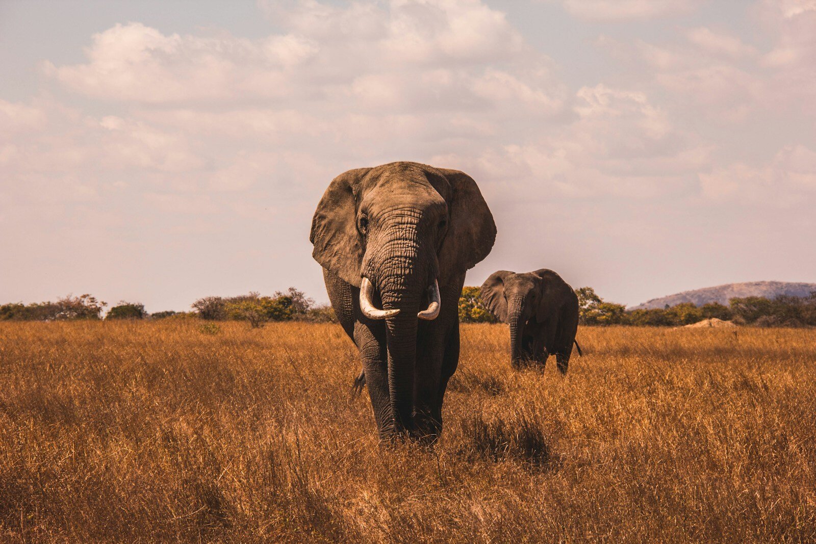 The Rise of Responsible Safari Tourism in Africa