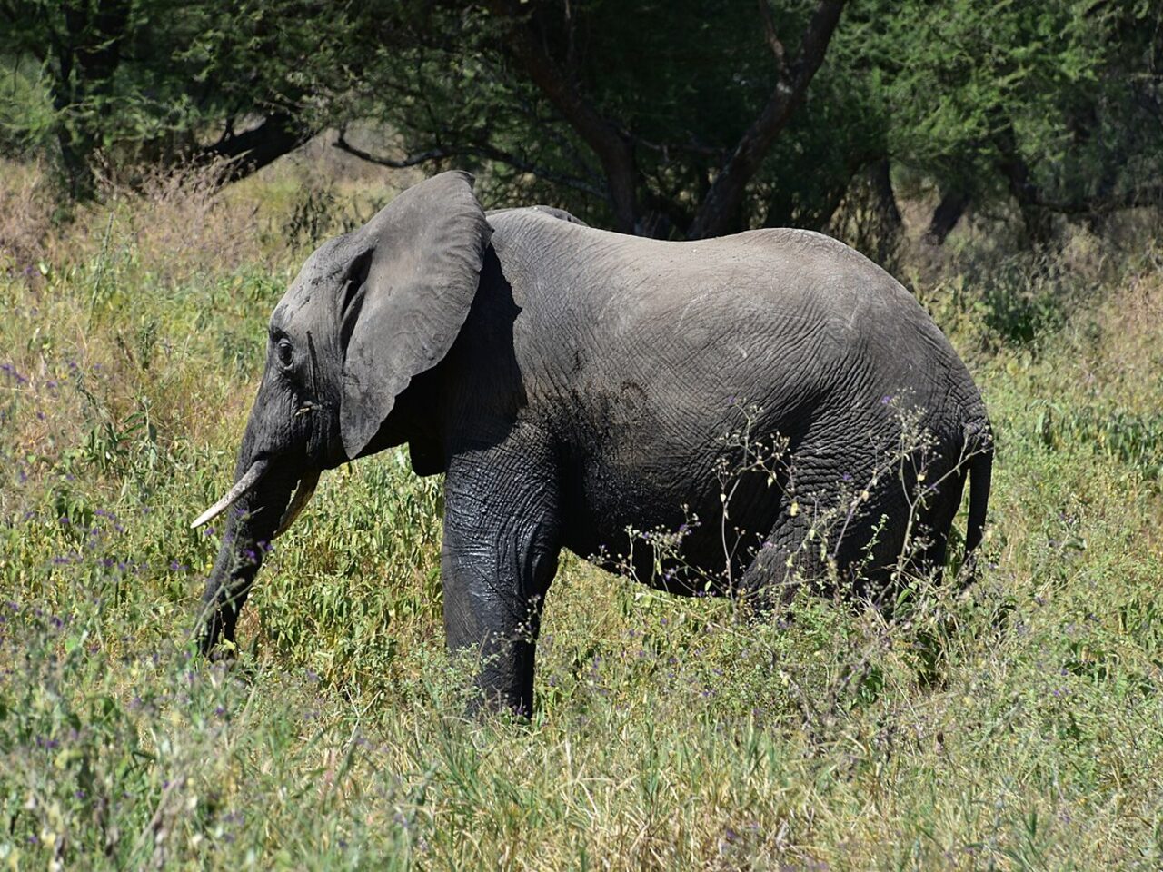Best Time to Visit Tanzania: A Month-by-Month Safari & Travel Guide