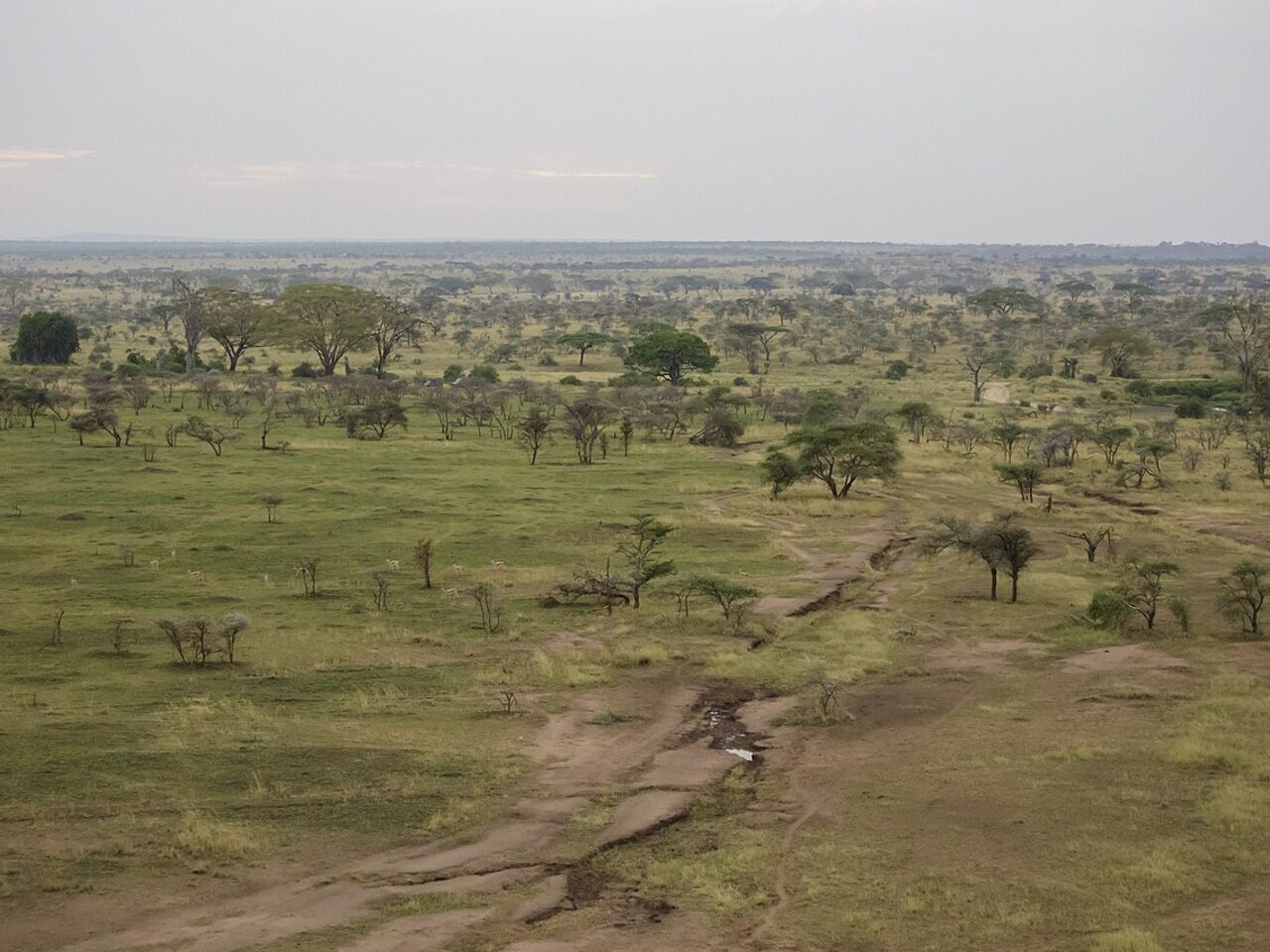 Serengeti National Park: Complete Travel Guide for Safari Visitors