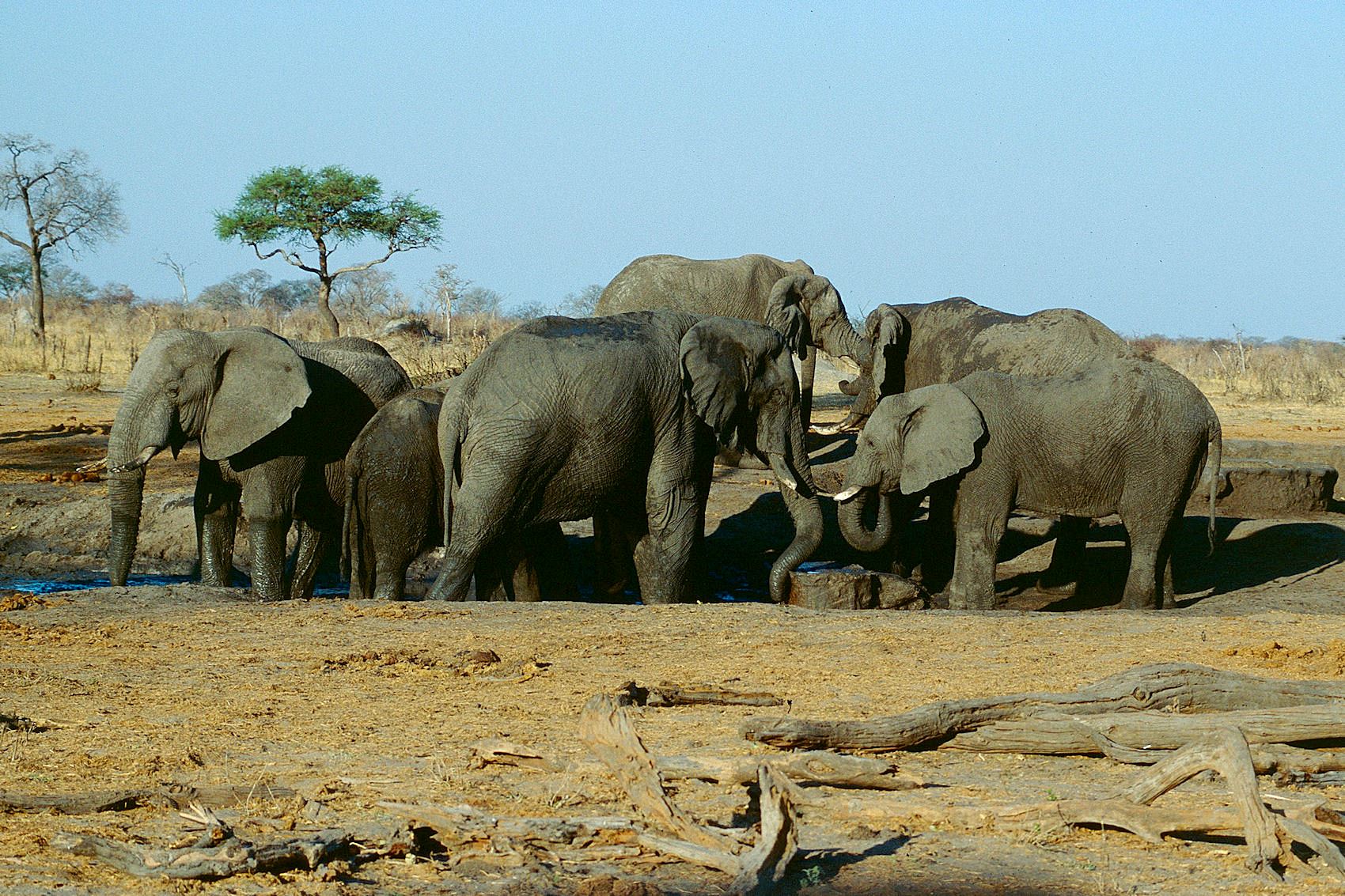Hwange National Park: Complete Travel Guide for Safari Visitors