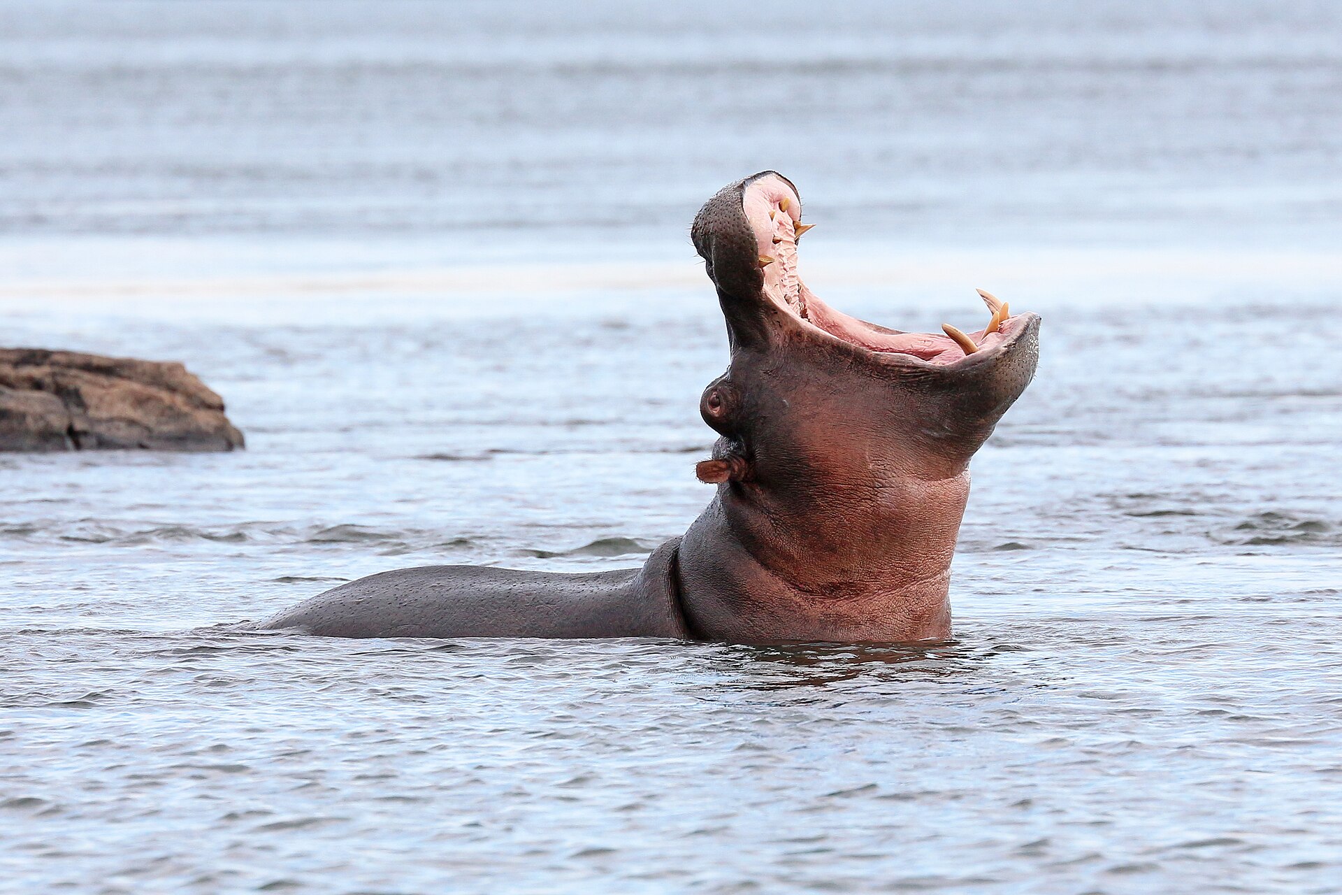 10-Day Zimbabwe Safari Itinerary: Victoria Falls, Hwange & Mana Pools