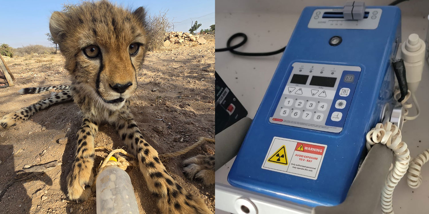 Cheetah Conservation Fund