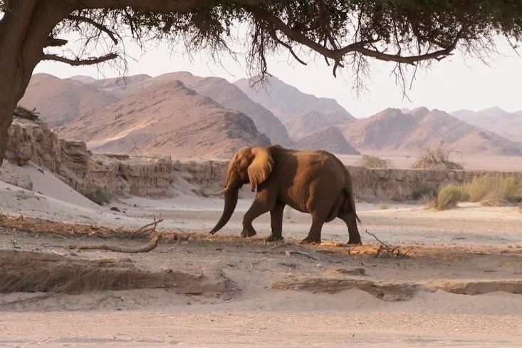 Desert Elephant Conservation