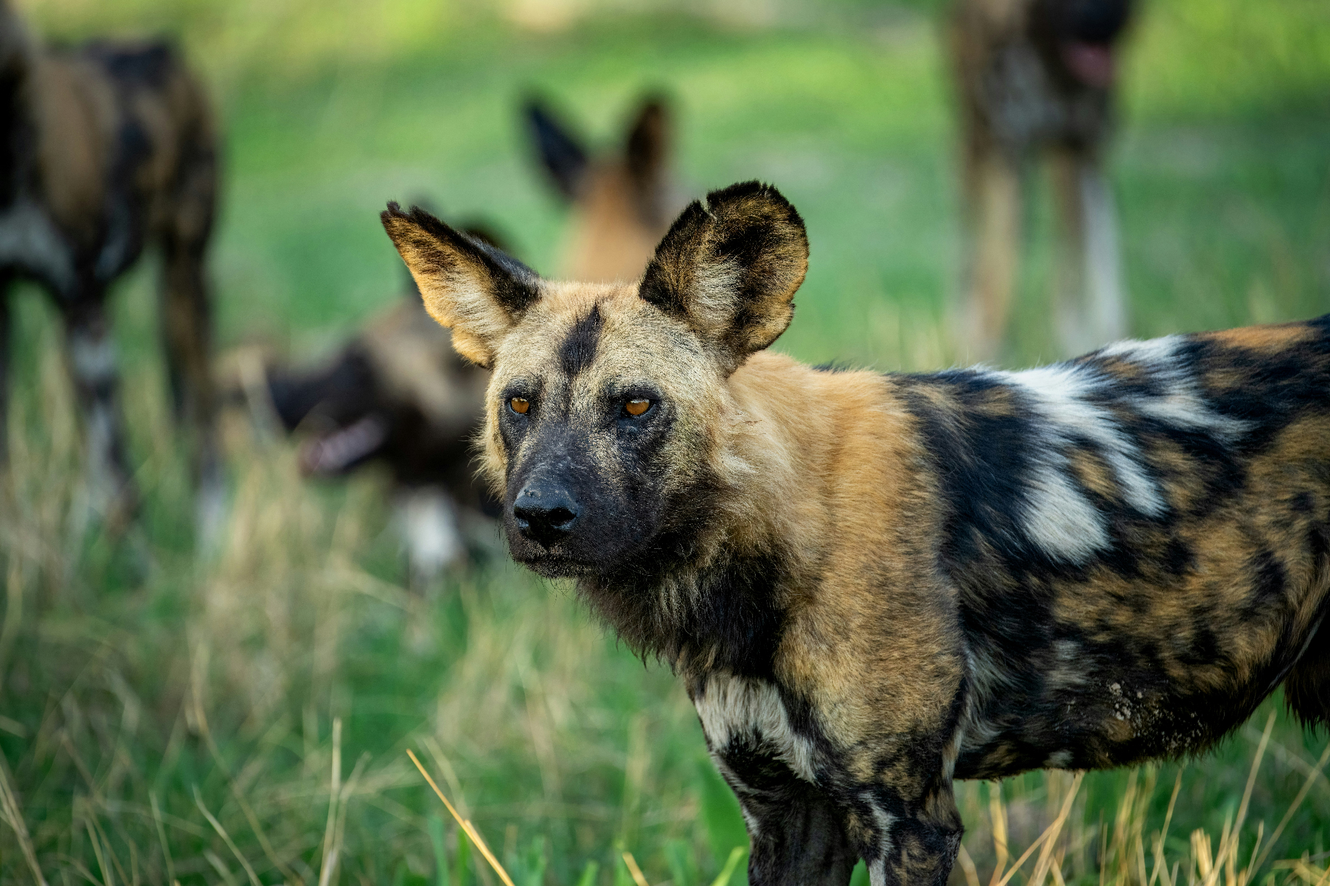Endangered Wildlife Trust