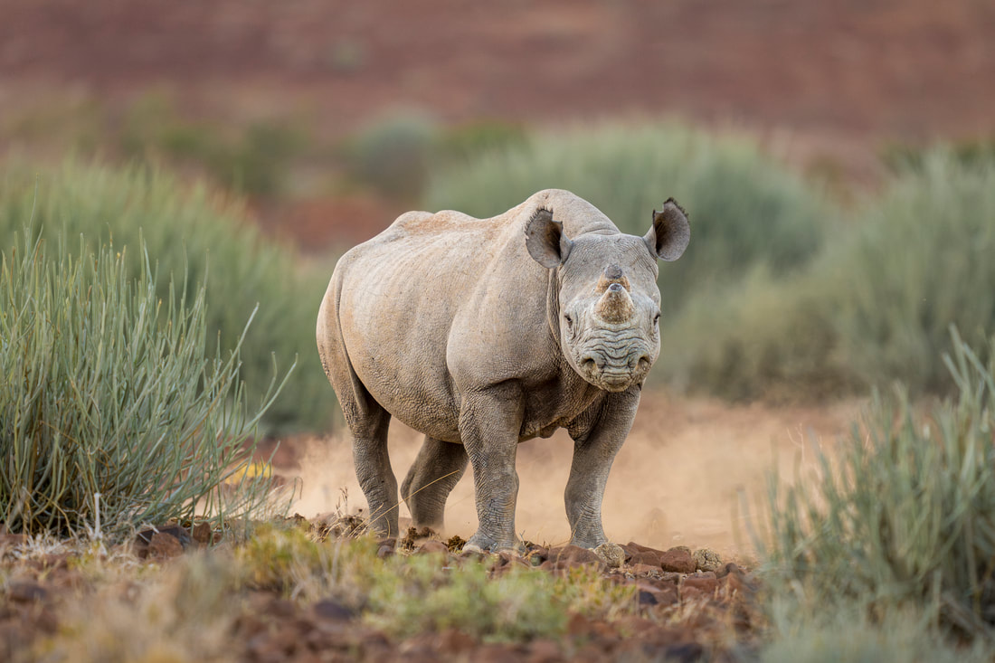 Top 5 Conservation Lodges in Namibia: Safari With Purpose
