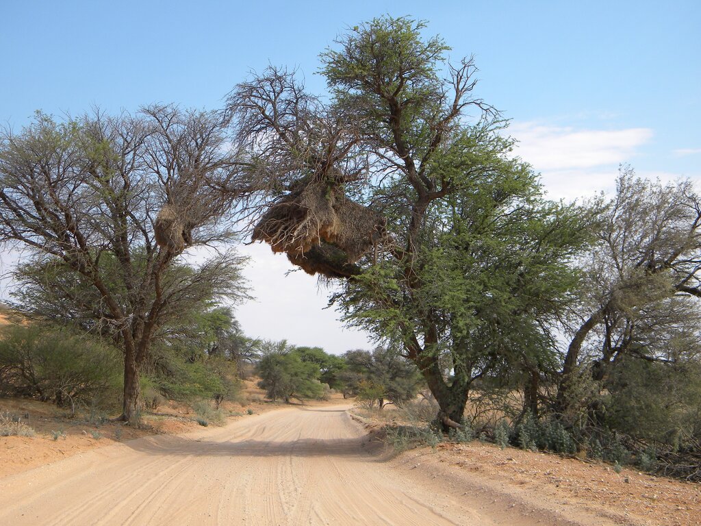 Kgalagadi Transfrontier