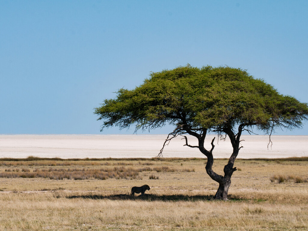 Etosha & Surrounds Accommodation