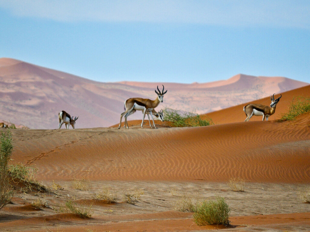 Kalahari Desert