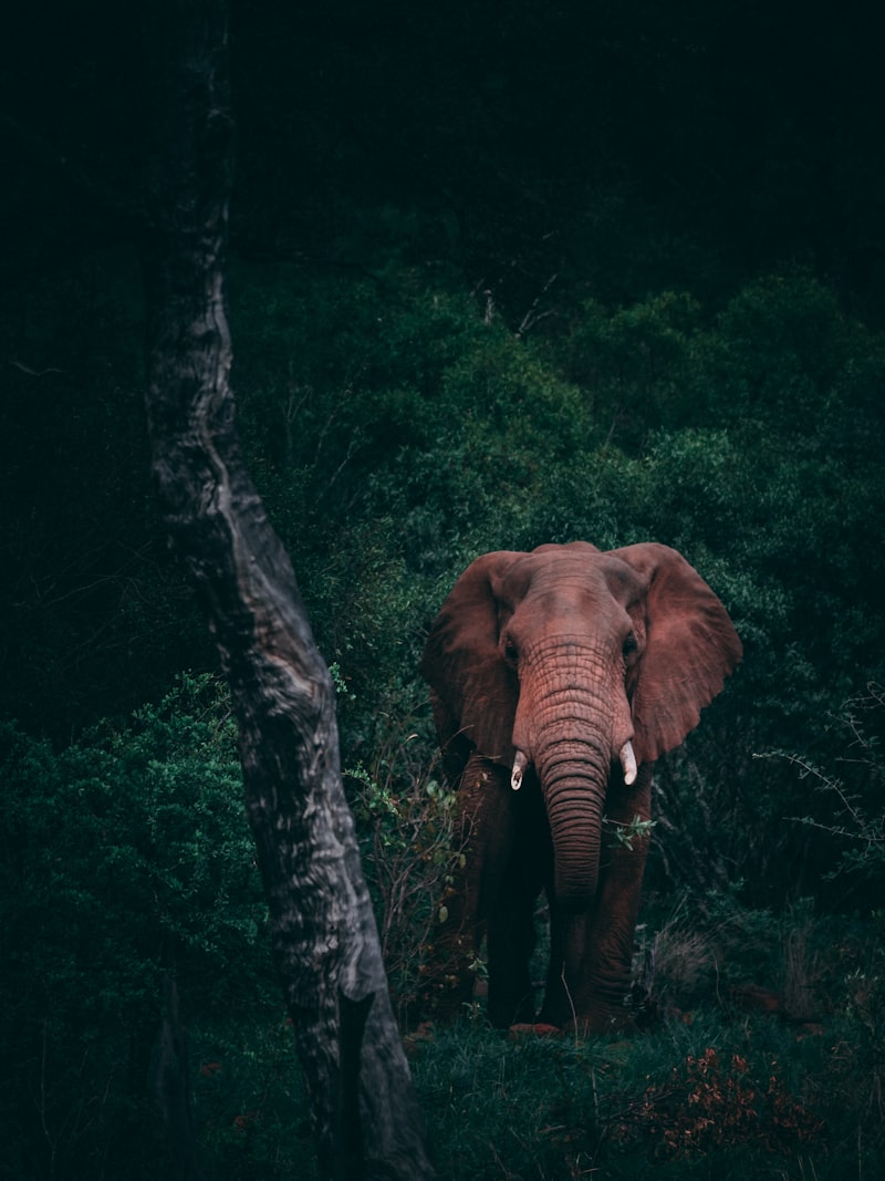 Laikipia
