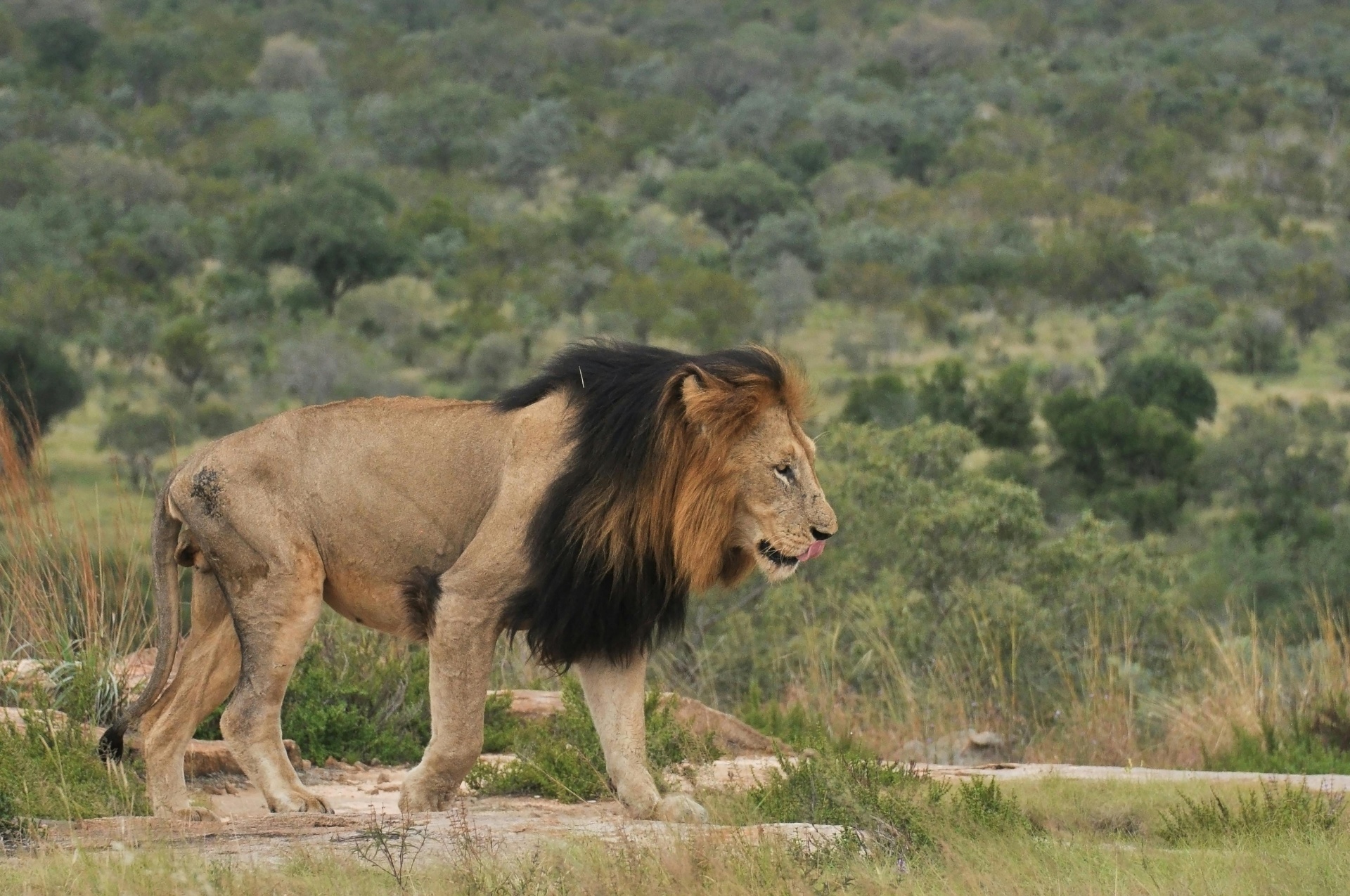 Greater Kruger