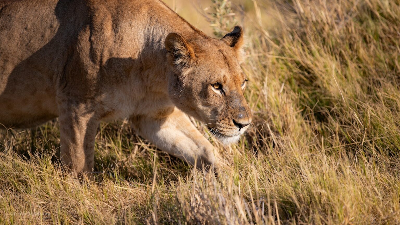 &Beyond Xaranna Okavango Delta Camp gallery